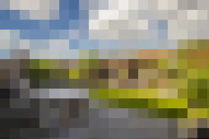 Golden Delicious 42 Duiven thumbnail 26