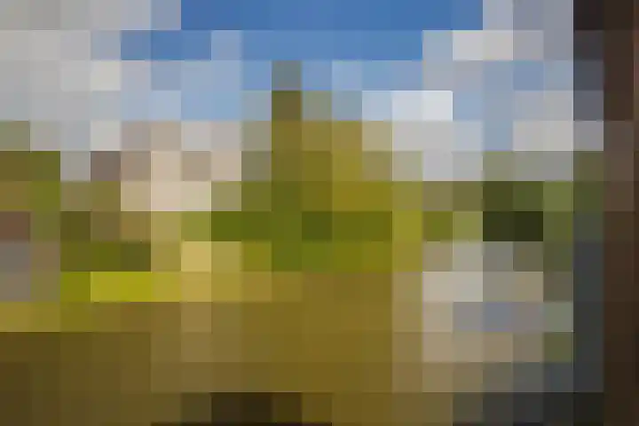 Golden Delicious 42 Duiven thumbnail 28