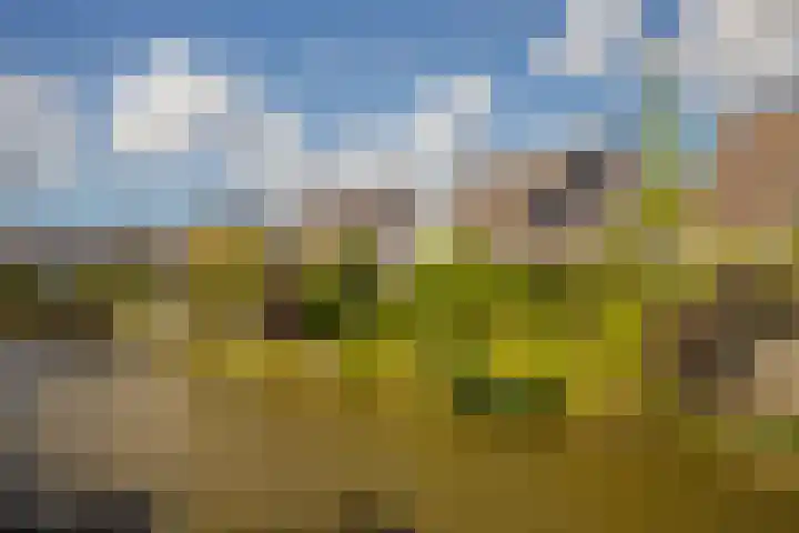 Golden Delicious 42 Duiven thumbnail 29