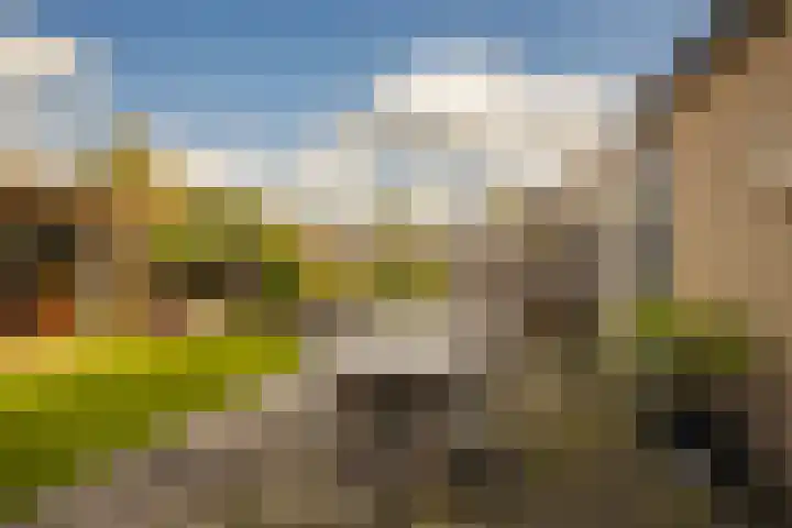 Golden Delicious 42 Duiven thumbnail 32