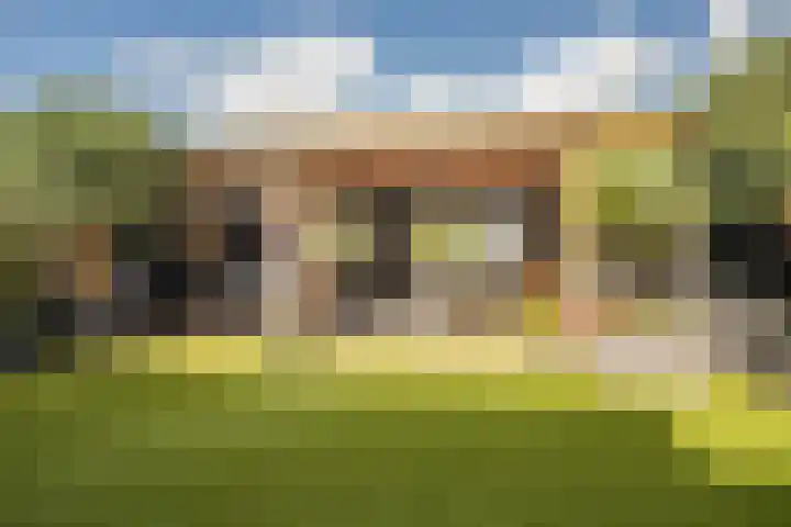Golden Delicious 42 Duiven thumbnail 36