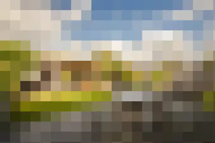 Golden Delicious 42 Duiven thumbnail 4