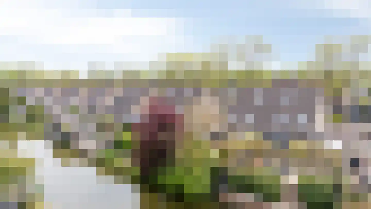 Golden Delicious 52 Duiven thumbnail 50