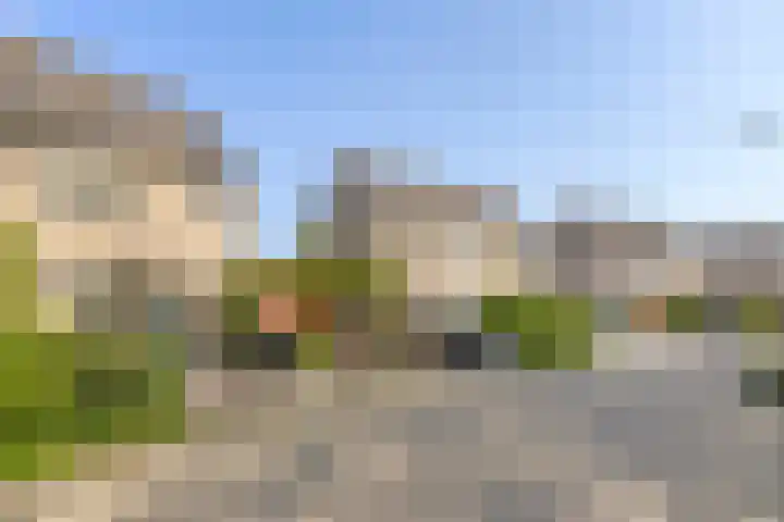 Golden Delicious 58 Duiven thumbnail 31