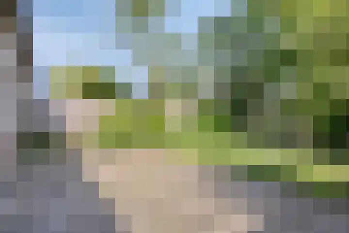 Golden Delicious 6 Duiven thumbnail 36