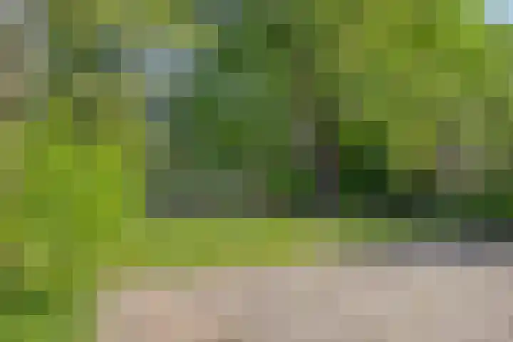 Golden Delicious 6 Duiven thumbnail 37