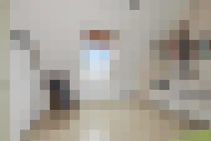Golden Delicious 60 Duiven thumbnail 29