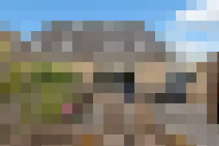 Golden Delicious 60 Duiven thumbnail 38
