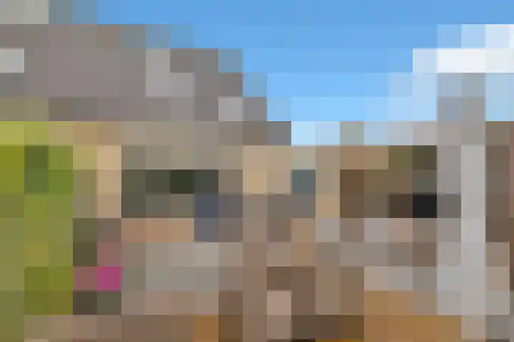 Golden Delicious 60 Duiven thumbnail 39