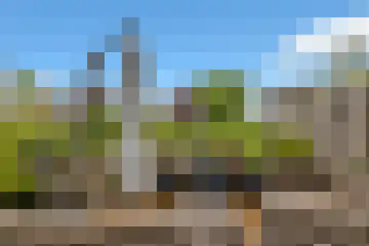 Golden Delicious 60 Duiven thumbnail 41