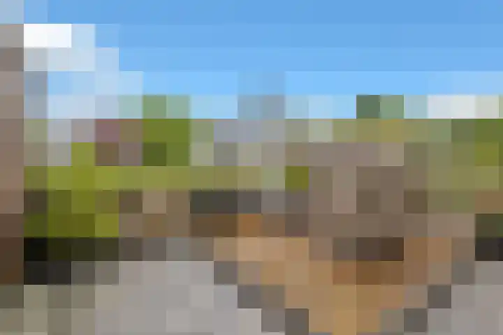 Golden Delicious 60 Duiven thumbnail 42