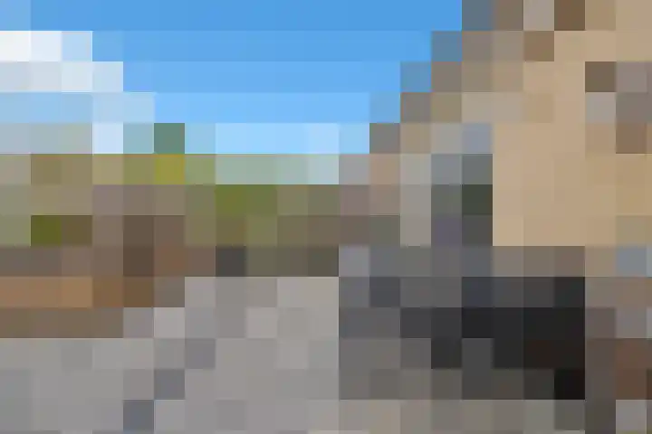Golden Delicious 60 Duiven thumbnail 5