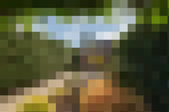 Golden Delicious 9 Duiven thumbnail 50
