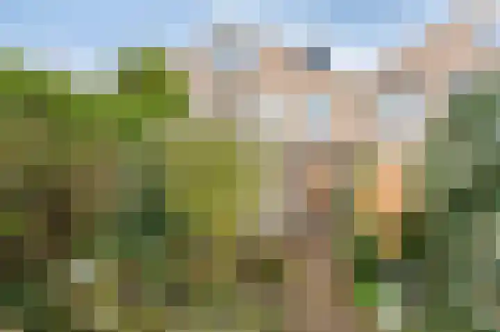 Golden Delicious 95 Duiven thumbnail 36