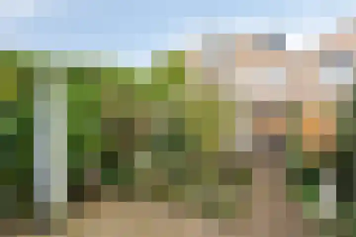 Golden Delicious 95 Duiven thumbnail 4