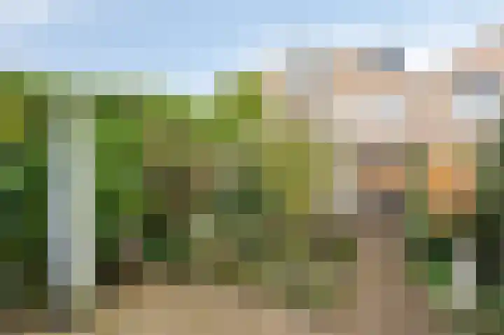 Golden Delicious 95 Duiven thumbnail 42
