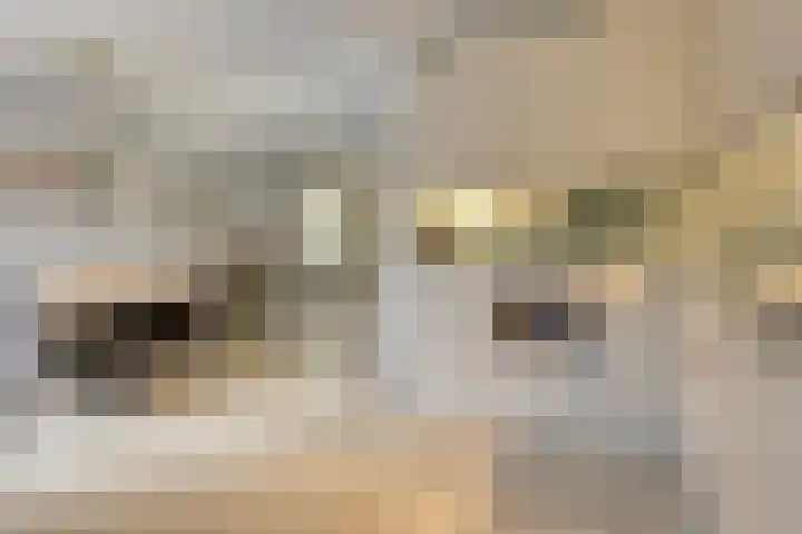 Golden Delicious 97 Duiven thumbnail 16