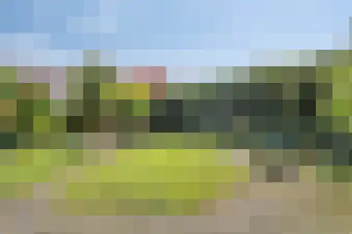 Golden Delicious 97 Duiven thumbnail 36