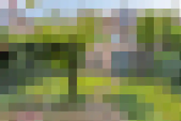 Golden Delicious 97 Duiven thumbnail 39