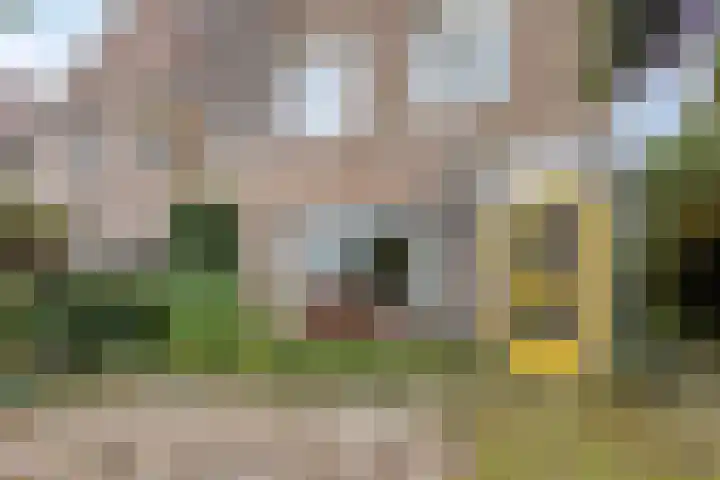 Golden Delicious 97 Duiven thumbnail 4