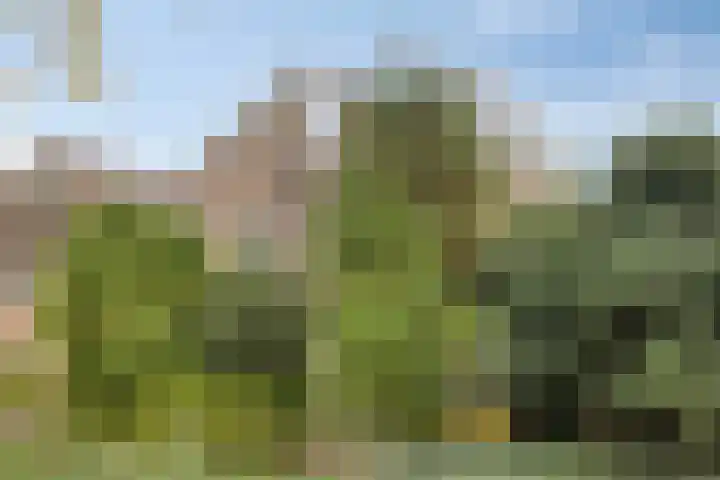 Golden Delicious 97 Duiven thumbnail 45