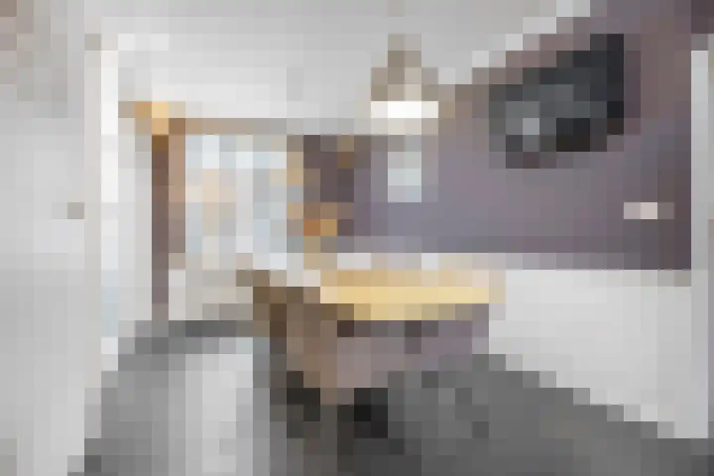 Golepoldersedijk 3 Breskens thumbnail 6