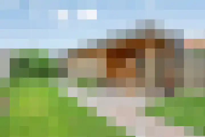 Gondalaan 50 Goor thumbnail 6