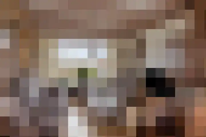 Gondalaan 51 Goor thumbnail 15
