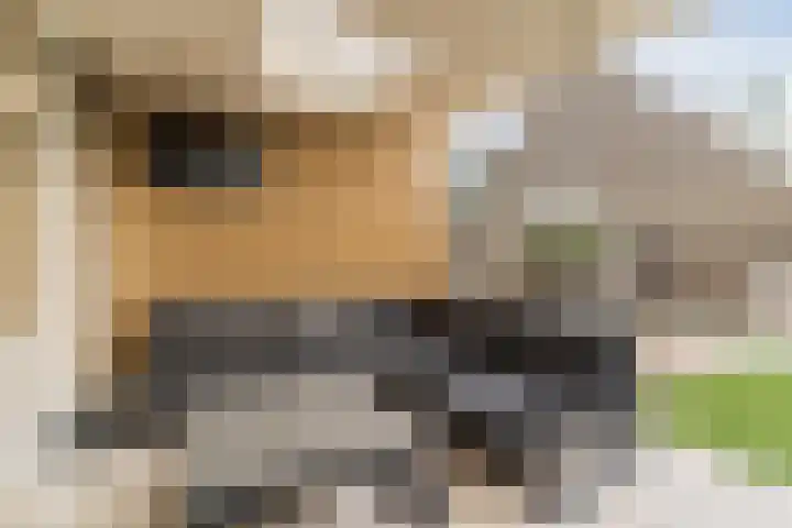 Goordijk 23 Hilvarenbeek thumbnail 46