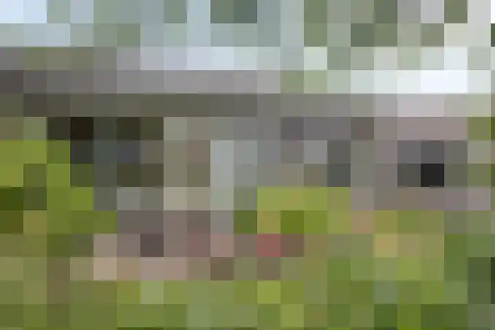 Goorseweg 41 Markelo thumbnail 54