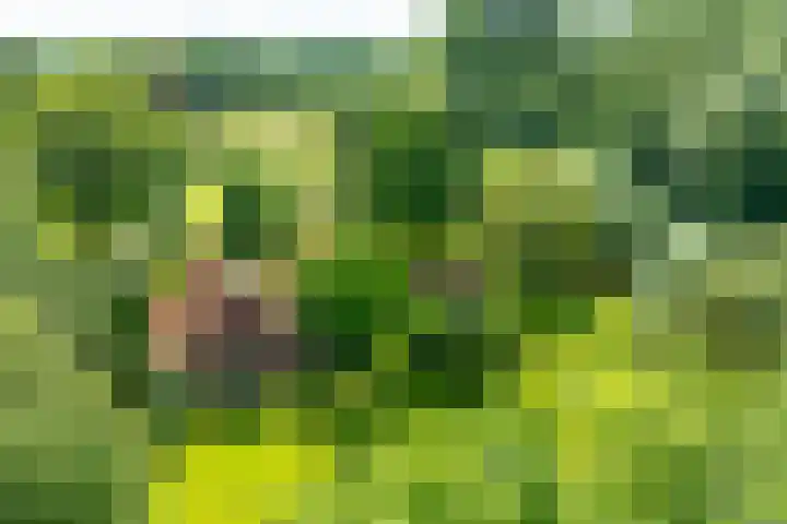 Goossensweg 2 in Winterswijk Meddo