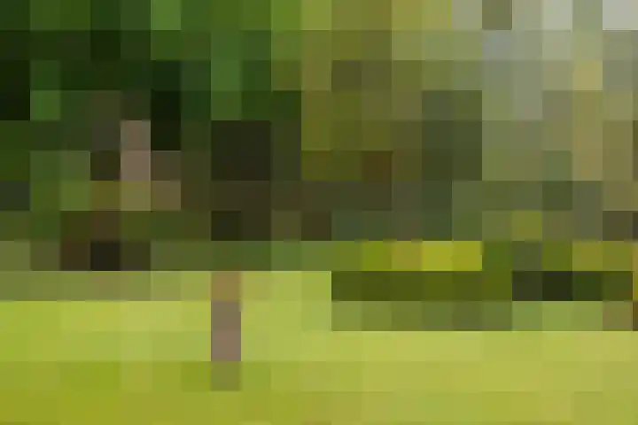 Goossensweg 2 Winterswijk Meddo thumbnail 13