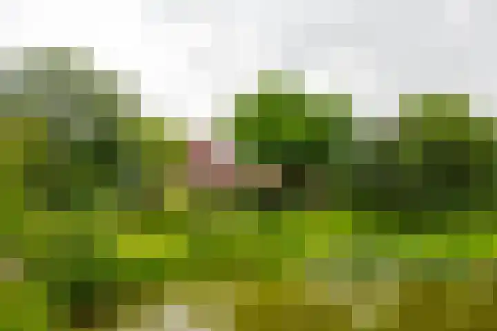 Goossensweg 2 Winterswijk Meddo thumbnail 14
