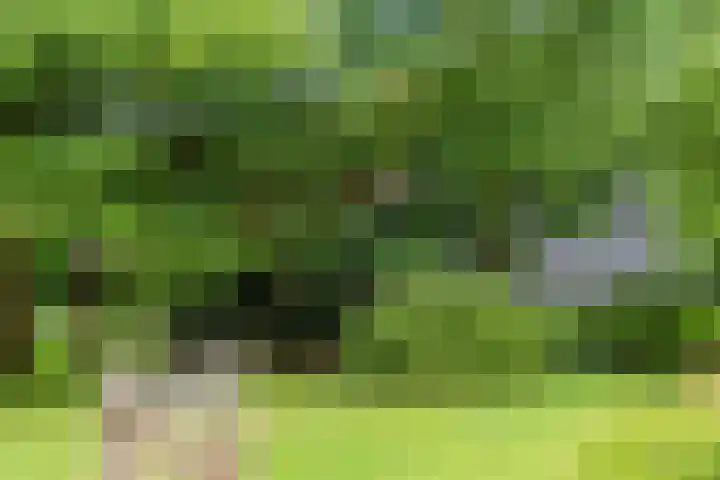 Goossensweg 2 Winterswijk Meddo thumbnail 31