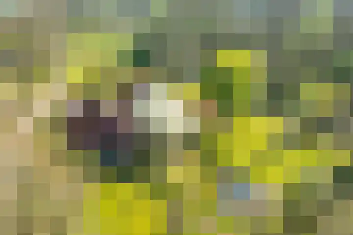Goossensweg 2 Winterswijk Meddo thumbnail 58