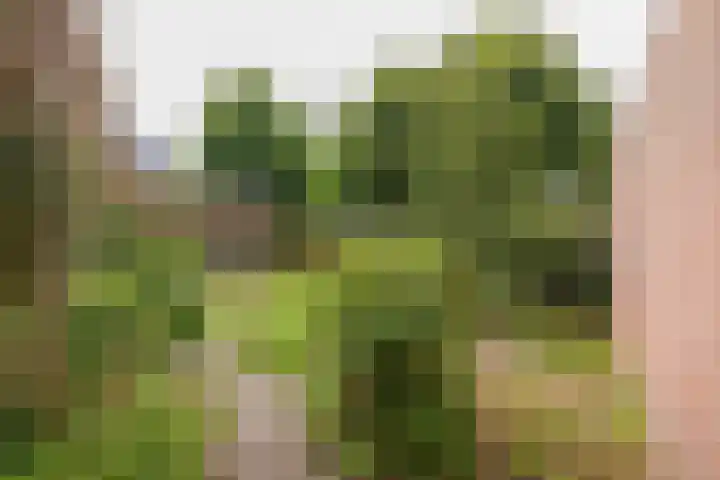 Gooweg 15 Noordwijk thumbnail 28