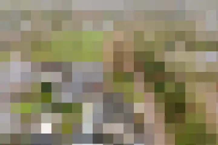 Goren 4 Schoonebeek thumbnail 5