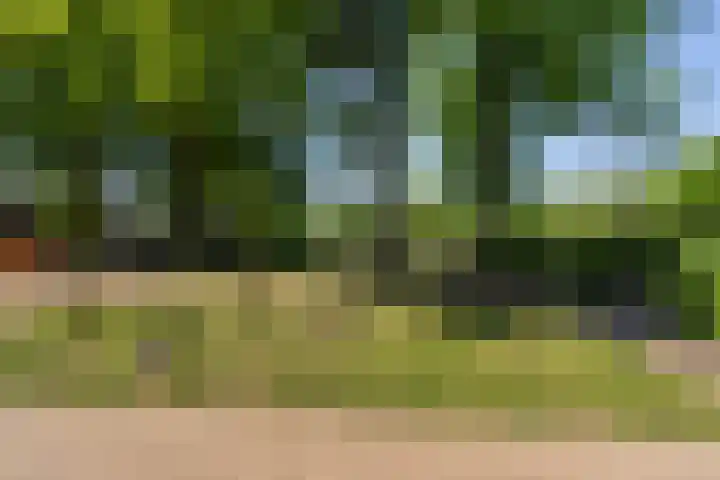 Goringbos 7 Gees thumbnail 13