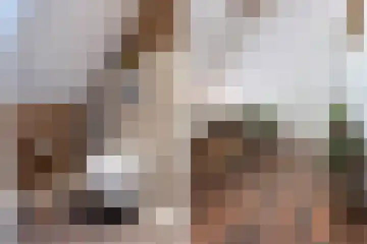 Goringbos 7 Gees thumbnail 33