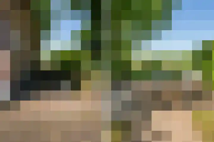 Goringbos 7 Gees thumbnail 38