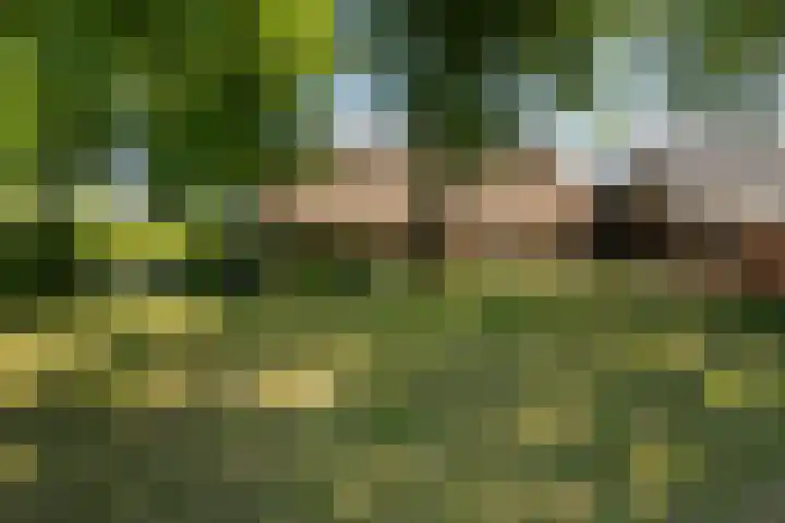 Goringbos 7 Gees thumbnail 39