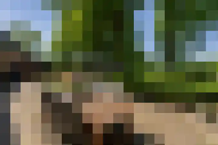 Goringbos 7 Gees thumbnail 43