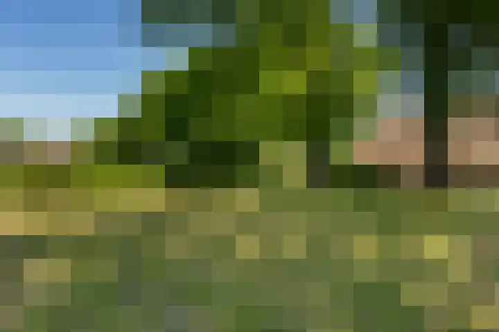 Goringbos 7 Gees thumbnail 45