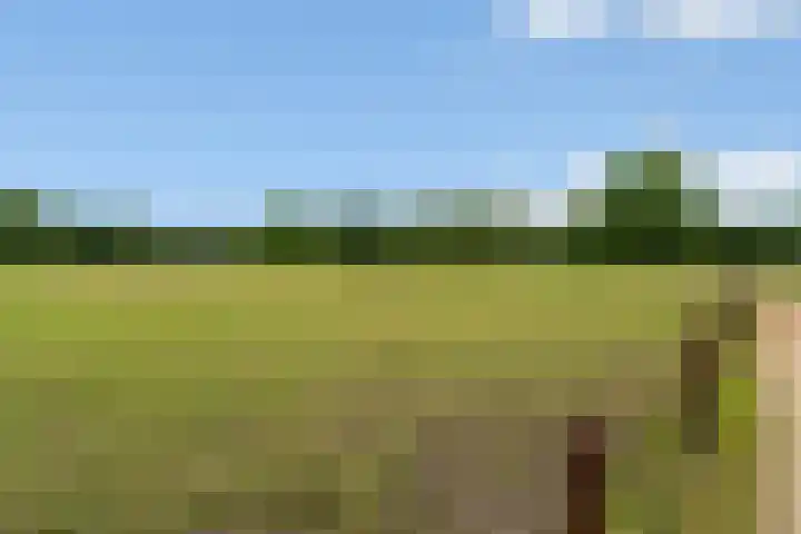 Goringbos 7 Gees thumbnail 47