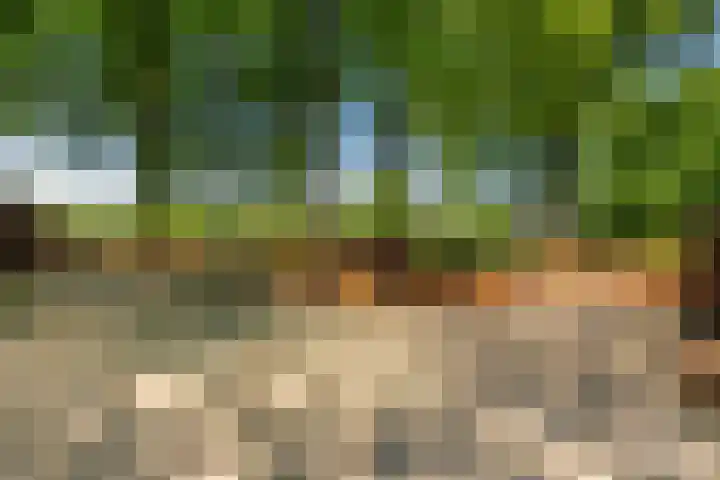 Goringbos 7 Gees thumbnail 53