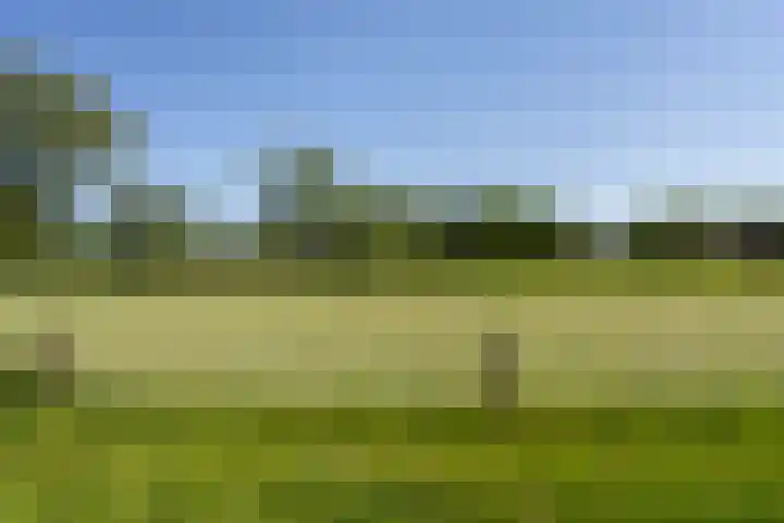 Goringbos 7 Gees thumbnail 60