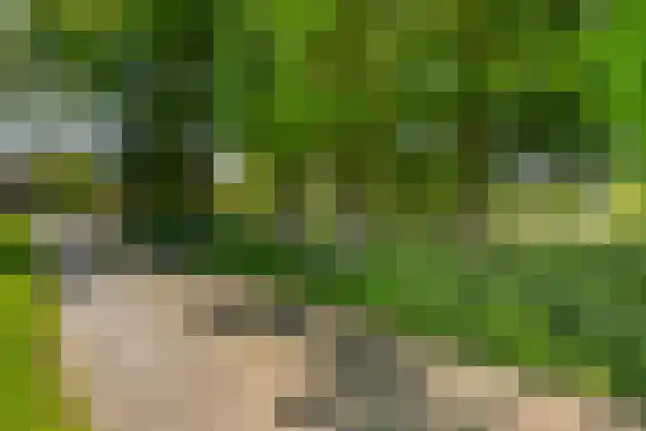 Goringbos 7 Gees thumbnail 61