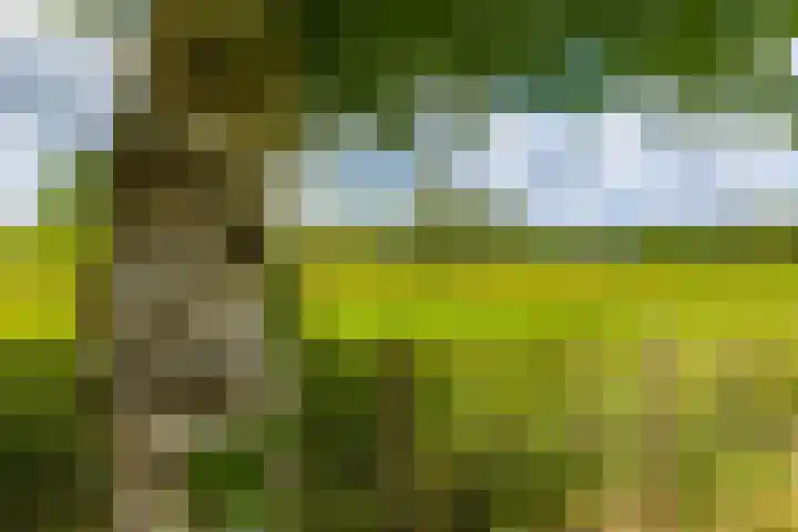 Gorredijksterweg 40 Jubbega thumbnail 41