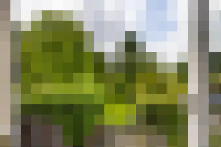 Gorredijksterweg 9 Jubbega thumbnail 18