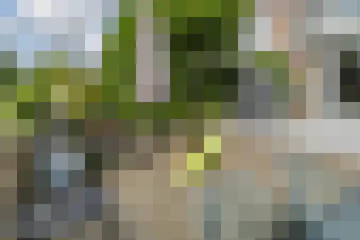 Gorterlaan 12 Bergschenhoek thumbnail 34